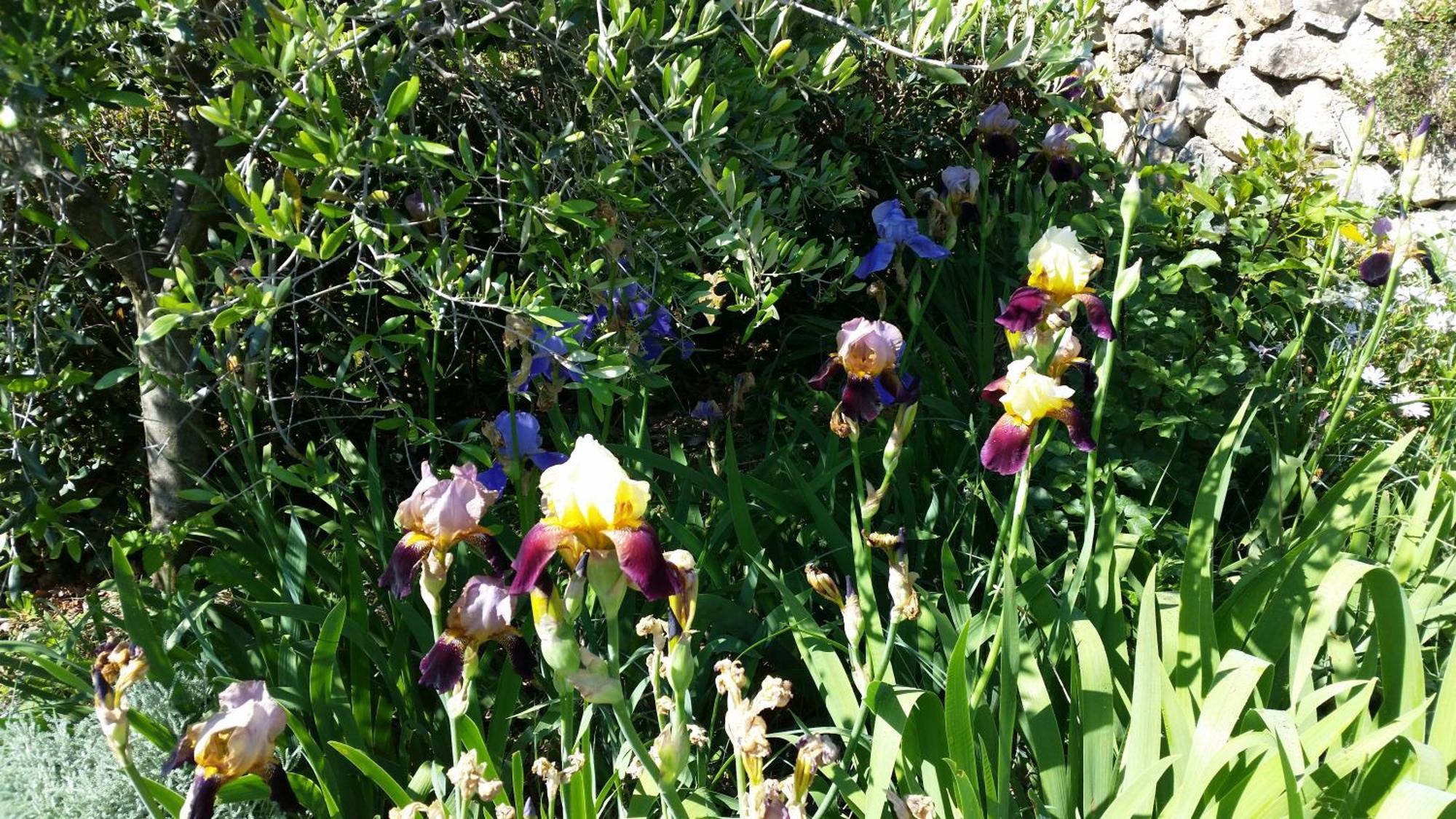 La Bastide des Pins Bed and Breakfast Vence Exterior foto